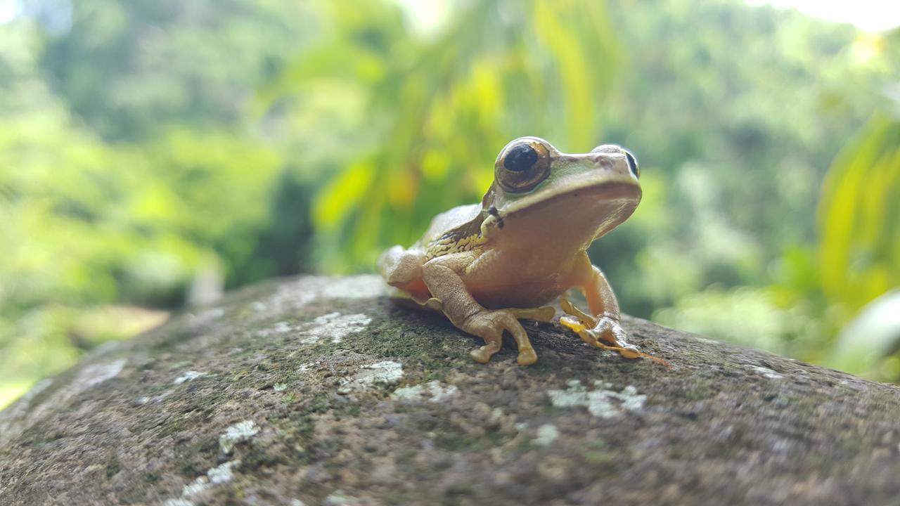 Mirador Prendas Sarapiquí Eksteriør billede